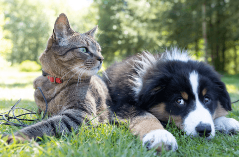 Tom&Sawyer — 5 Reasons Why Your Pet Needs a Dog or Cat Food Subscription