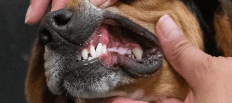 Tom&Sawyer — 5 Tips to Keep Your Cat & Dog's Teeth Clean