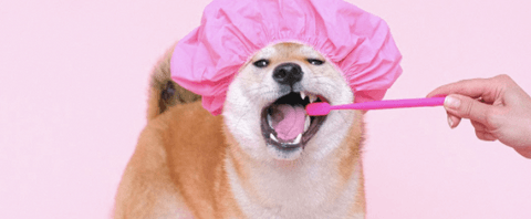 Tom&Sawyer — 5 Tips to Keep Your Cat & Dog's Teeth Clean