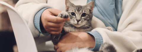 Tom&Sawyer — 5 Tips to Keep Your Cat & Dog's Teeth Clean