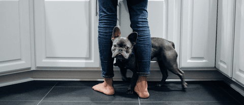 Tom&Sawyer — 5 Ways Dogs Can Improve Our Mental Health