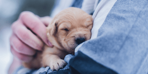 Tom&Sawyer — 5 Ways Dogs Can Improve Our Mental Health
