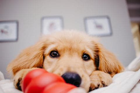 Tom&Sawyer — 8 Creative Ways to Use Gently-Cooked Foods as Enrichment Tools for Your Dog
