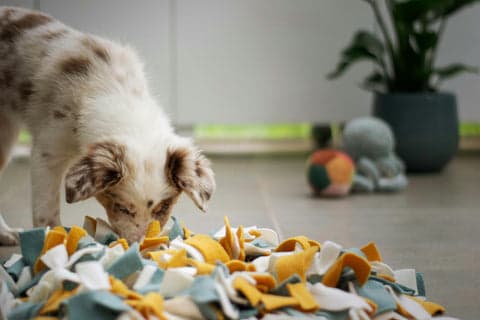 Tom&Sawyer — 8 Creative Ways to Use Gently-Cooked Foods as Enrichment Tools for Your Dog