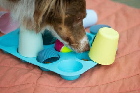 Tom&Sawyer — 8 Creative Ways to Use Gently-Cooked Foods as Enrichment Tools for Your Dog