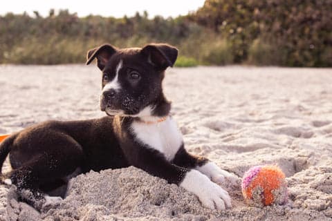 Tom&Sawyer — A Guide to Diarrhea in Dogs: Causes, Symptoms, Treatment