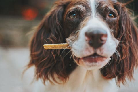 Tom&Sawyer — A Guide to Diarrhea in Dogs: Causes, Symptoms, Treatment
