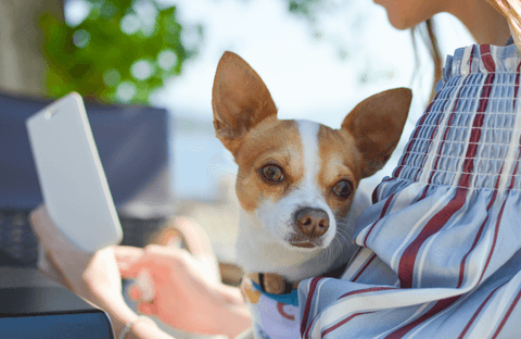 Tom&Sawyer — A Guide to Diarrhea in Dogs: Causes, Symptoms, Treatment