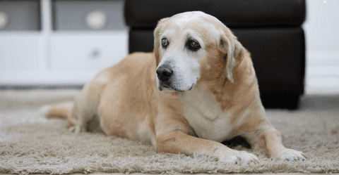 Tom&Sawyer — Adjusting to Your Aging Canine Companion