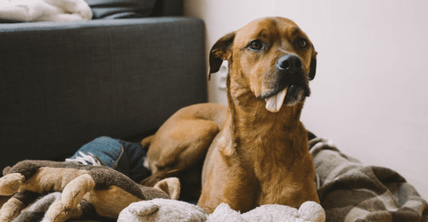 Tom&Sawyer — Adjusting to Your Aging Canine Companion