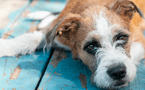 Tom&Sawyer — Adjusting to Your Aging Canine Companion