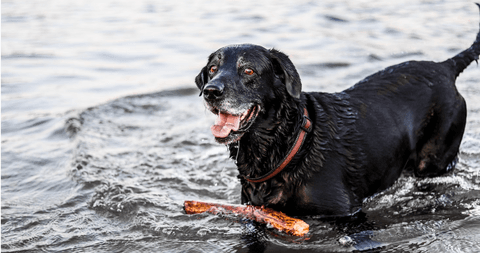 Tom&Sawyer — Adjusting to Your Aging Canine Companion