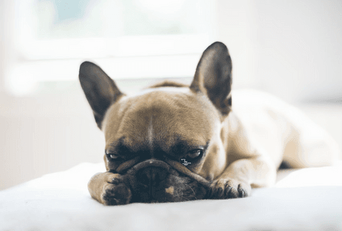 Tom&Sawyer โ Avoiding Holiday Hazards: Protect Your Pet from Pancreatitis