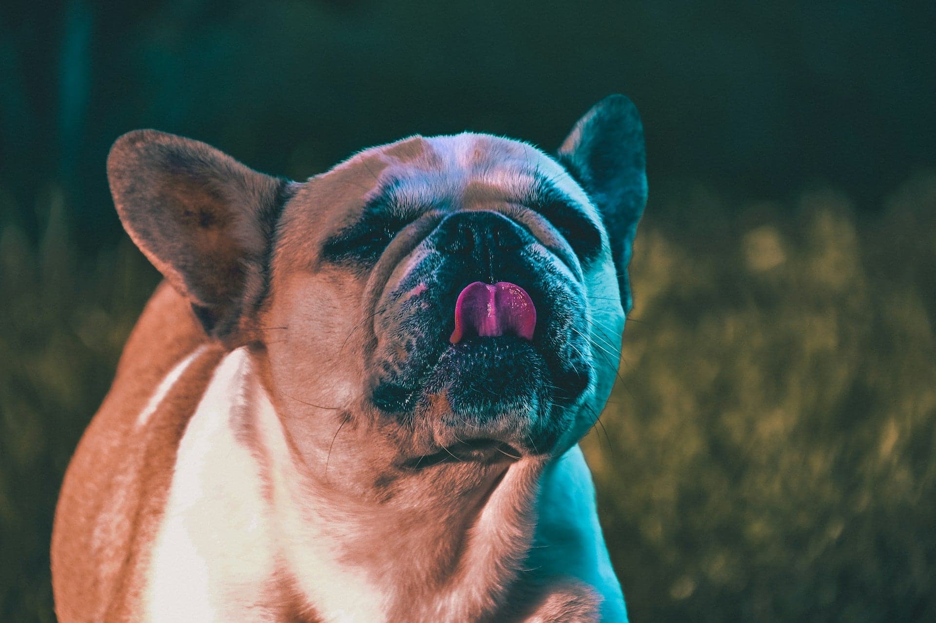 A French Bulldog licking its nose with its eyes closed