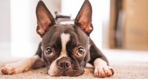 cute dog
