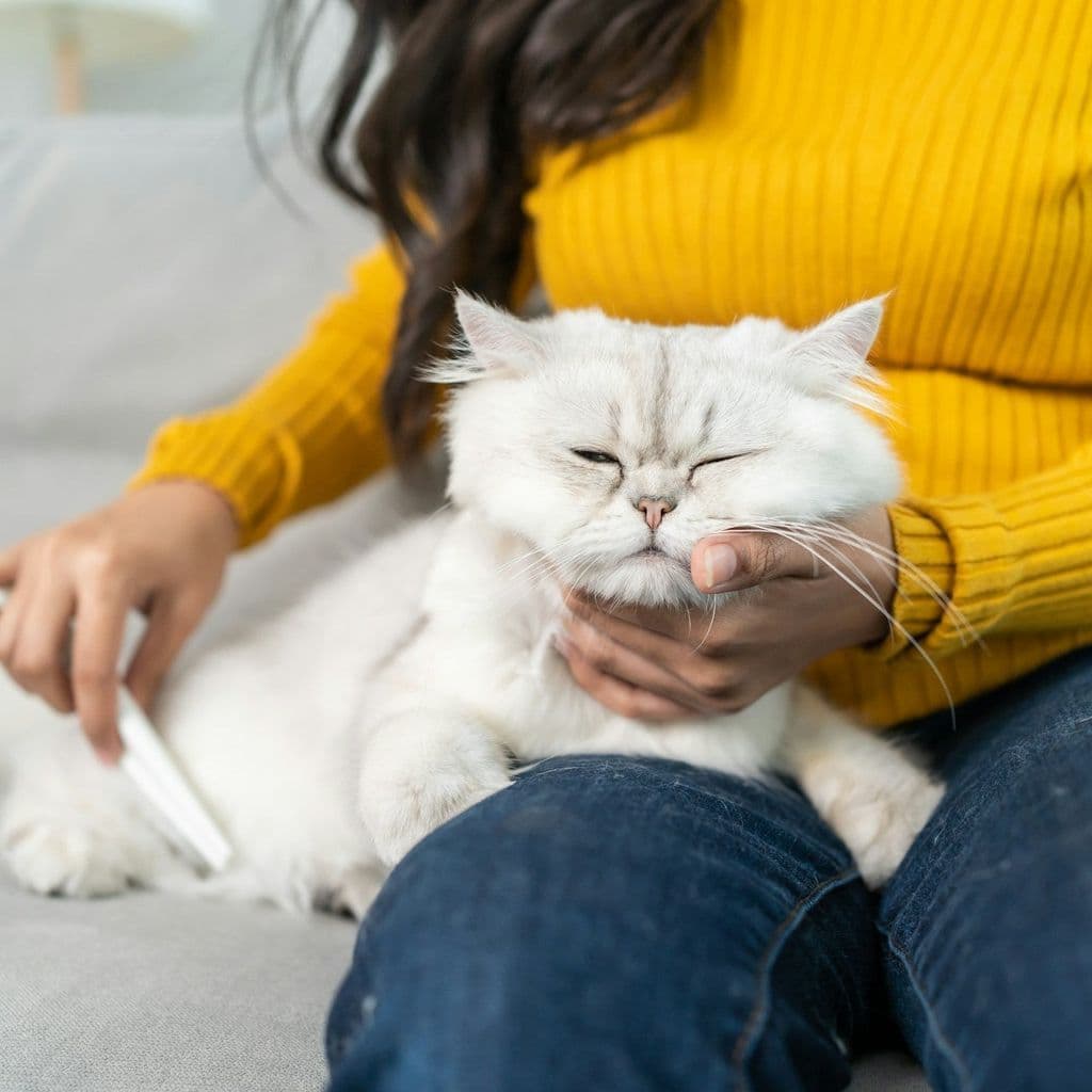 A person holding a fluffy cream and white cat against a blurred background