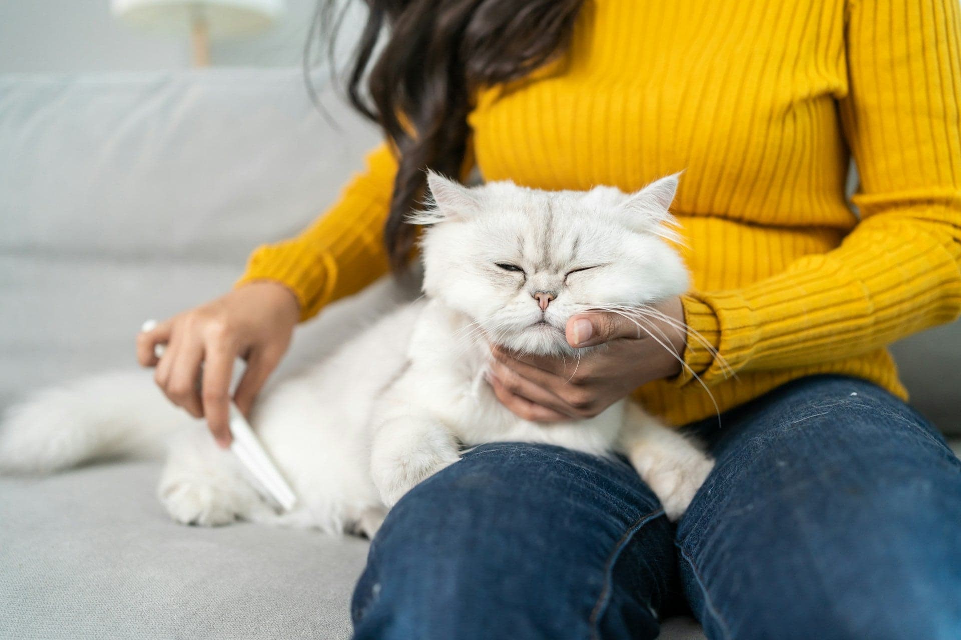 Tom&Sawyer โ Best Cat Food for Dry Skin and Dandruff