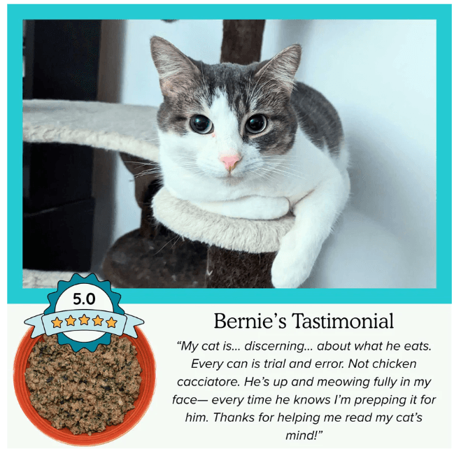 Tom&Sawyer โ Best Cat Food for Dry Skin and Dandruff