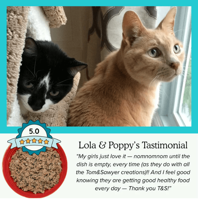 Tom&Sawyer โ Best Cat Food for Dry Skin and Dandruff