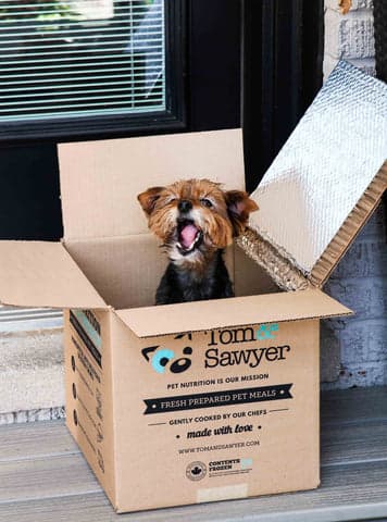 Tom&Sawyer — What Is the Best Food to Treat Your Dog on National Hug Your Dog Day? Healthy Meal Ideas Dogs Love