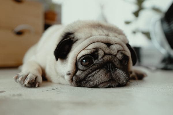 Tom&Sawyer — Best Whole Dog Food For Yeast Infections And Itchy Skin