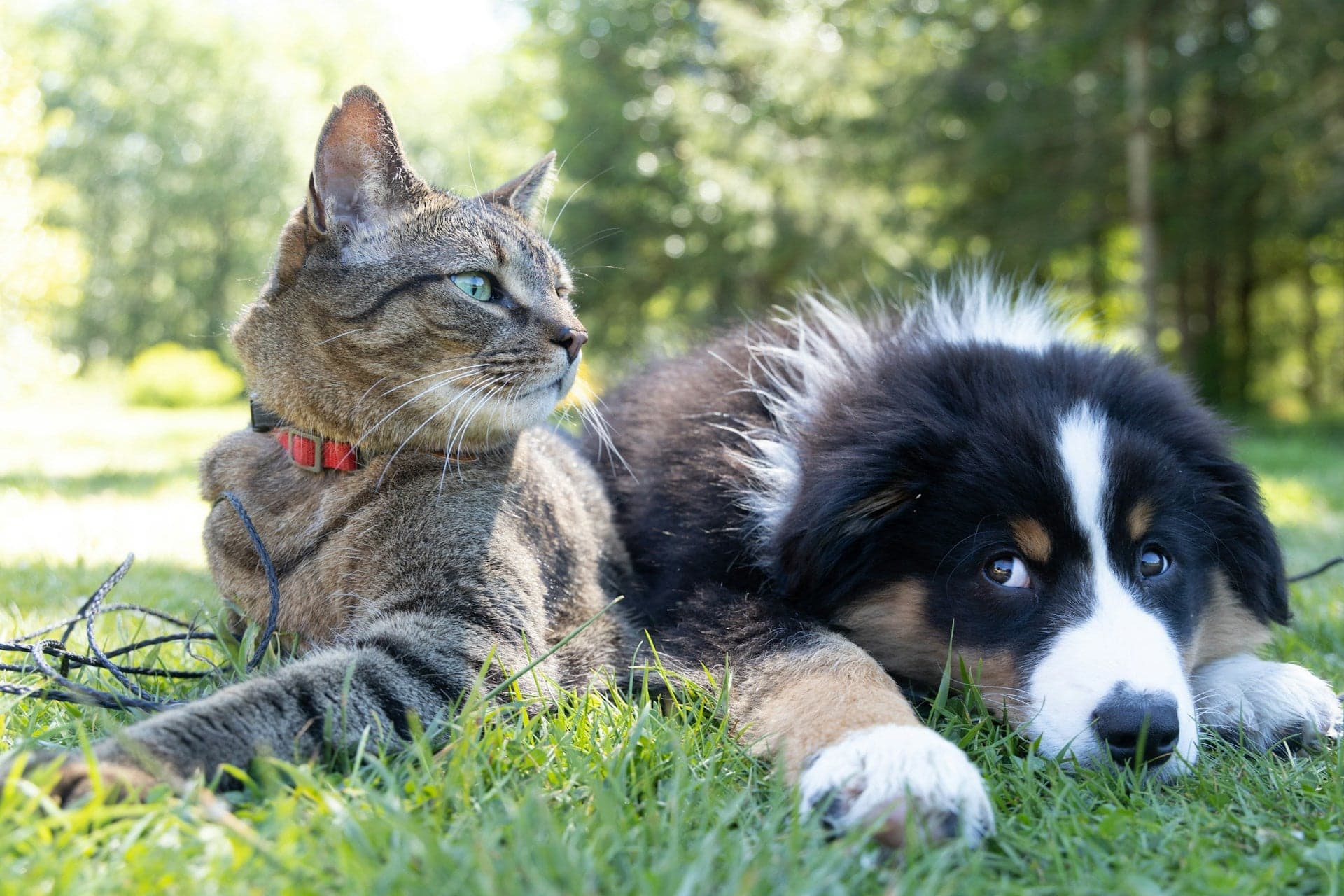 A tabby cat and a black, white, and tan puppy lying together in the grass.