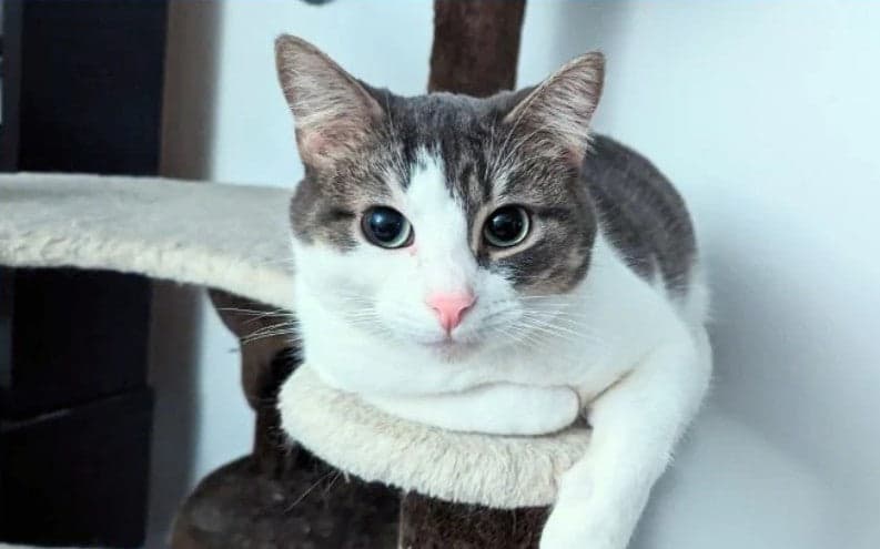 Tom&Sawyer — Can Cats Eat Carbs? The Truth About Feline Nutrition