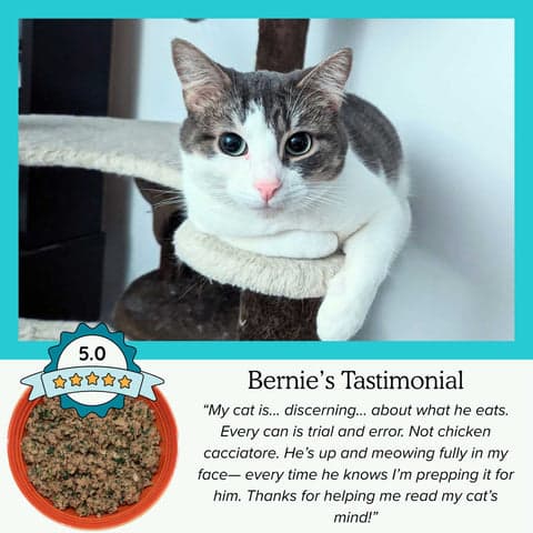 Tom&Sawyer — Can Cats Eat Carbs? The Truth About Feline Nutrition