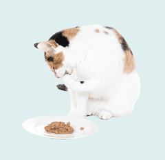 Tom&Sawyer — Can Cats Eat Carbs? The Truth About Feline Nutrition