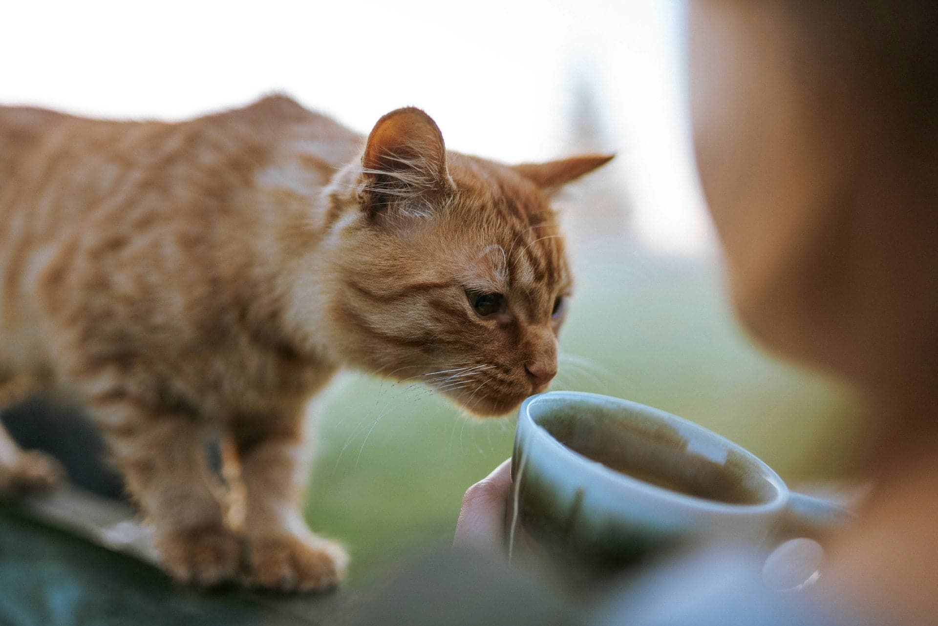 A ginger cat curiously sniffing a cup held by a person