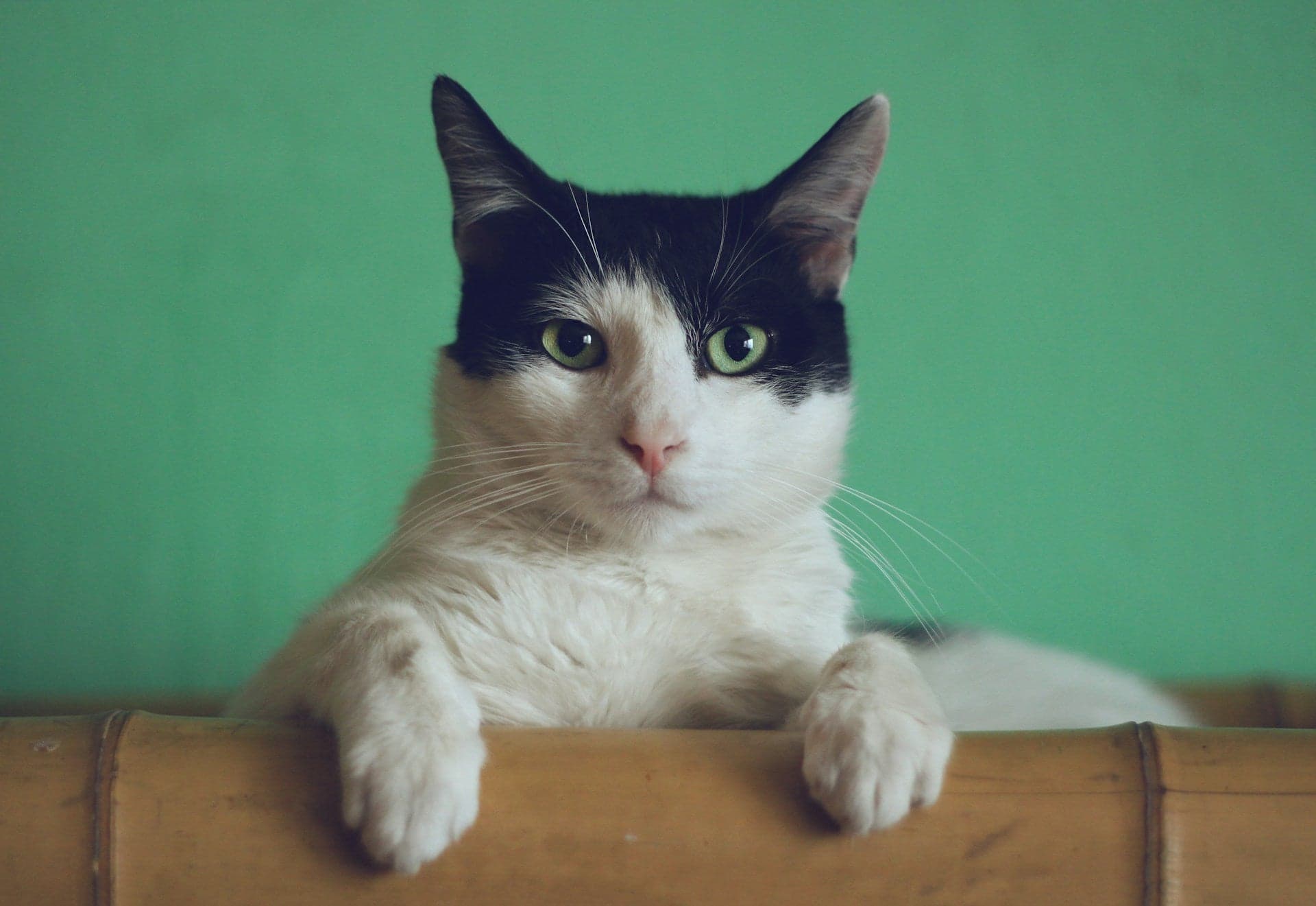 Tom&Sawyer — Can Cats Eat Salmon? A Vet-Backed Guide to This Powerful Protein for Cats