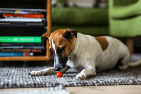 Tom&Sawyer — Can Dogs and Cats Eat Tomatoes? Everything You Need to Know