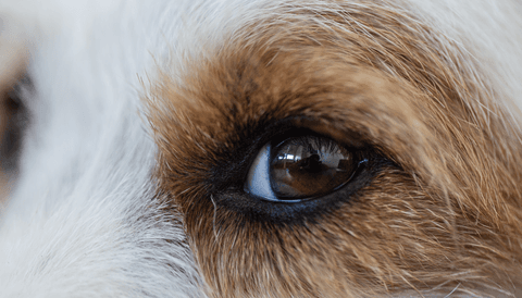 close up of a dogs eye