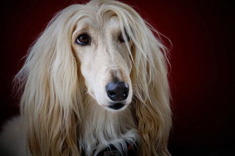 dog with a shiny coat