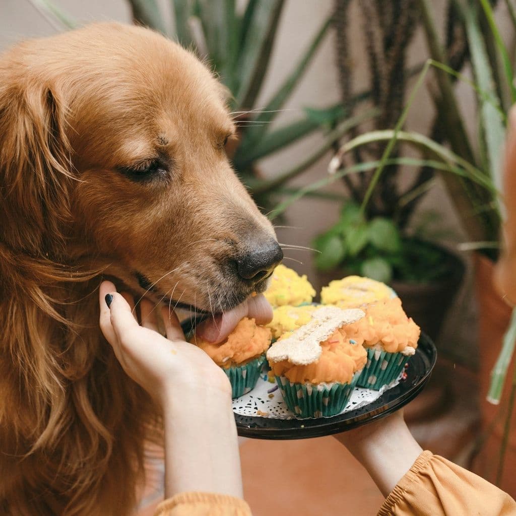 a golden retriever licking sweet potatoes cupcakes