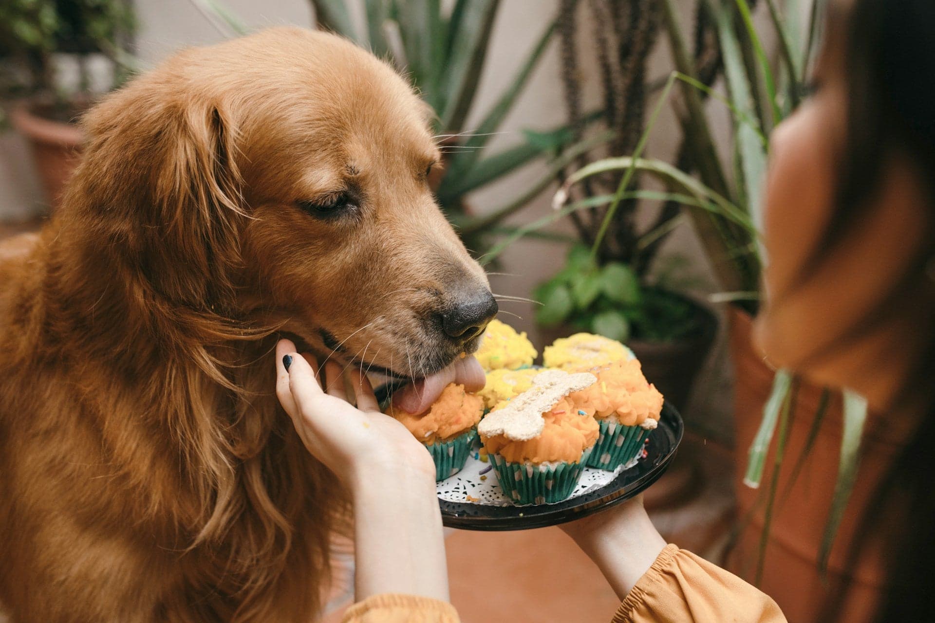 Tom&Sawyer — Can Dogs Eat Sweet Potatoes? The Powerful Superfood Your Dog Might Already Love