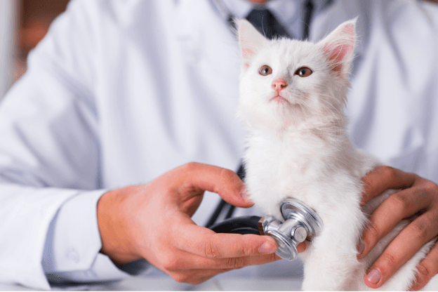 Image of veterinarian listening to a white kitten's heart beat