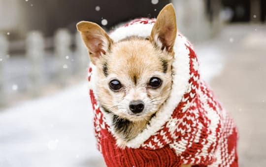 Tom&Sawyer — Common Health Issues in Chihuahuas and How Diet Can Help Support Them