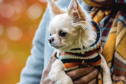 Tom&Sawyer — Common Health Issues in Chihuahuas and How Diet Can Help Support Them