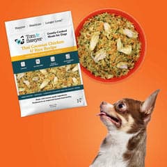 Tom&Sawyer — Common Health Issues in Chihuahuas and How Diet Can Help Support Them