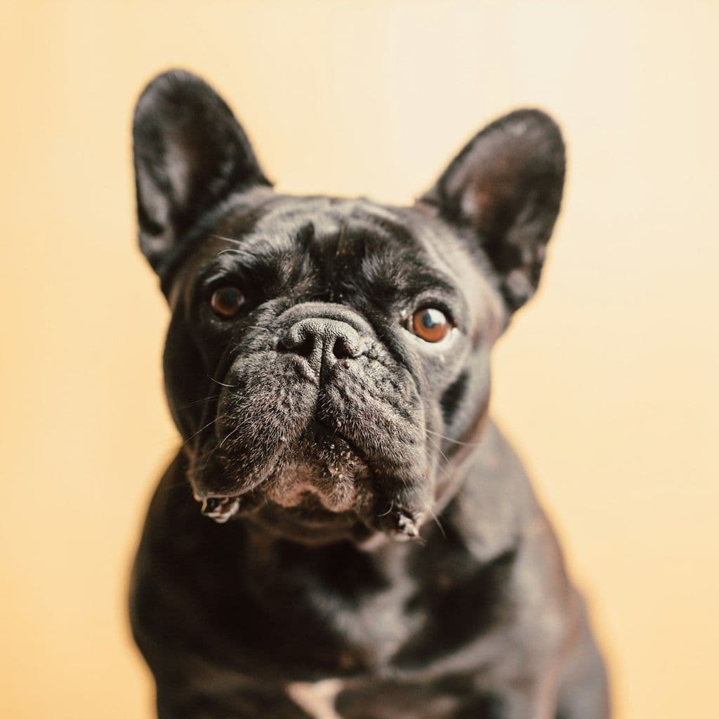 Tom&Sawyer — Common Health Issues in French Bulldogs and How Diet Can Help Support Them
