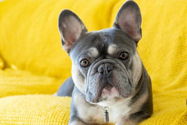 Tom&Sawyer โ Common Health Issues in French Bulldogs and How Diet Can Help Support Them