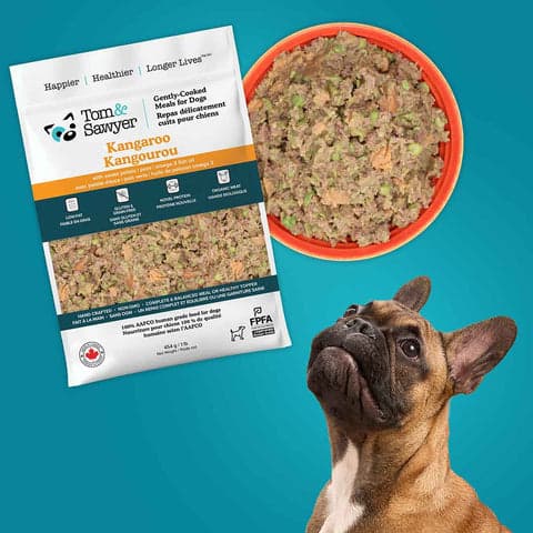 Tom&Sawyer โ Common Health Issues in French Bulldogs and How Diet Can Help Support Them