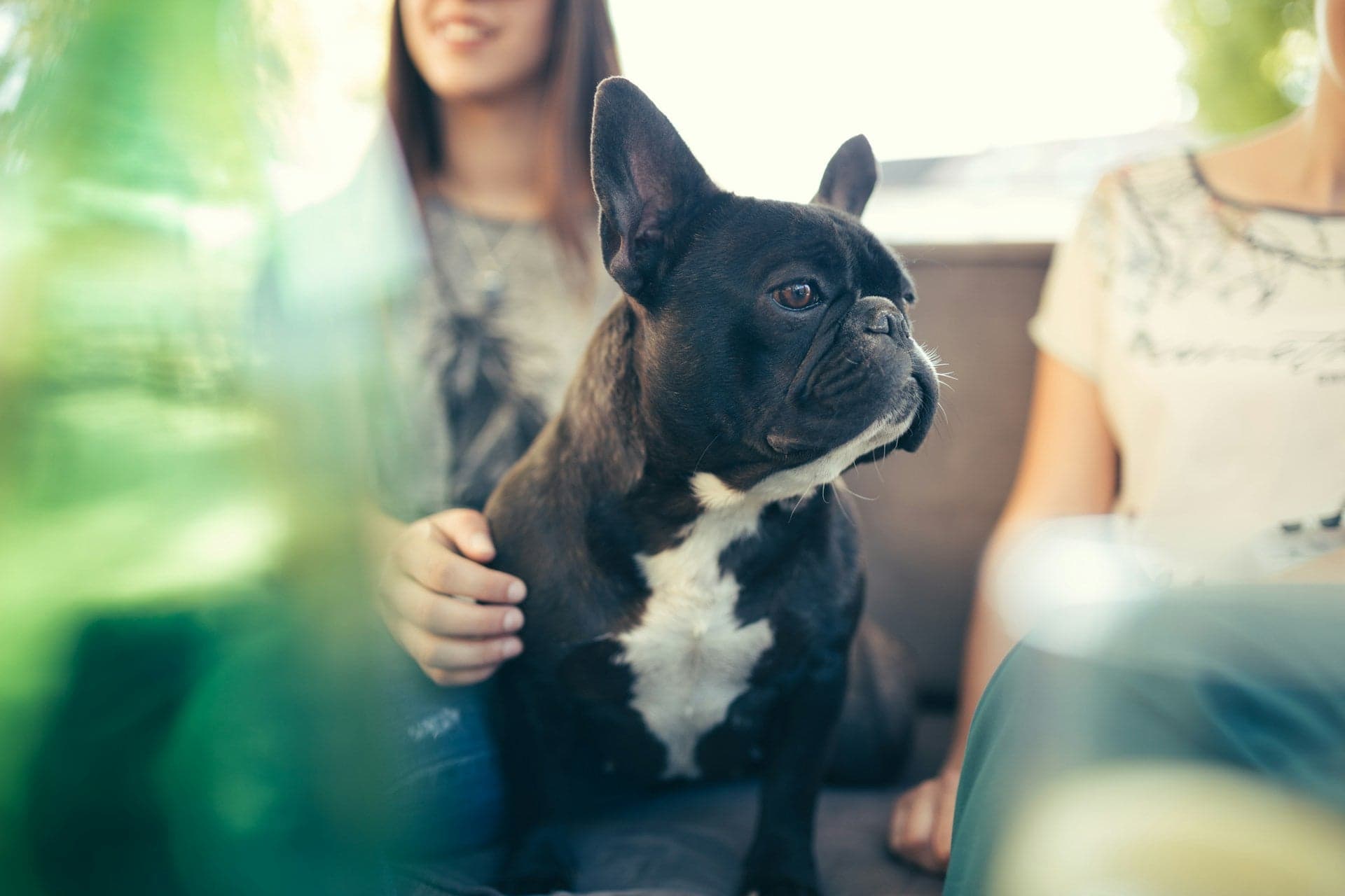 Tom&Sawyer โ Common Health Issues in French Bulldogs and How Diet Can Help Support Them