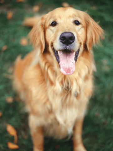 Tom&Sawyer — Golden Retriever Health: Understanding and Managing Common Issues Through Nutrition