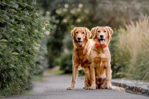 Tom&Sawyer โ Golden Retriever Health: Understanding and Managing Common Issues Through Nutrition