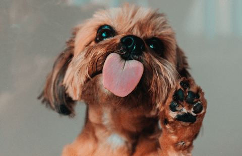 Tom&Sawyer — Do Dogs Need Carbohydrates?