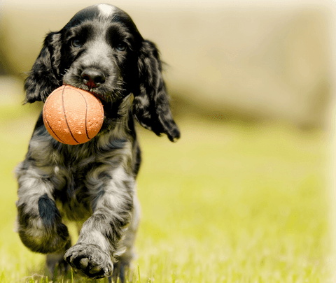 Tom&Sawyer — Do Dogs Need Carbohydrates?