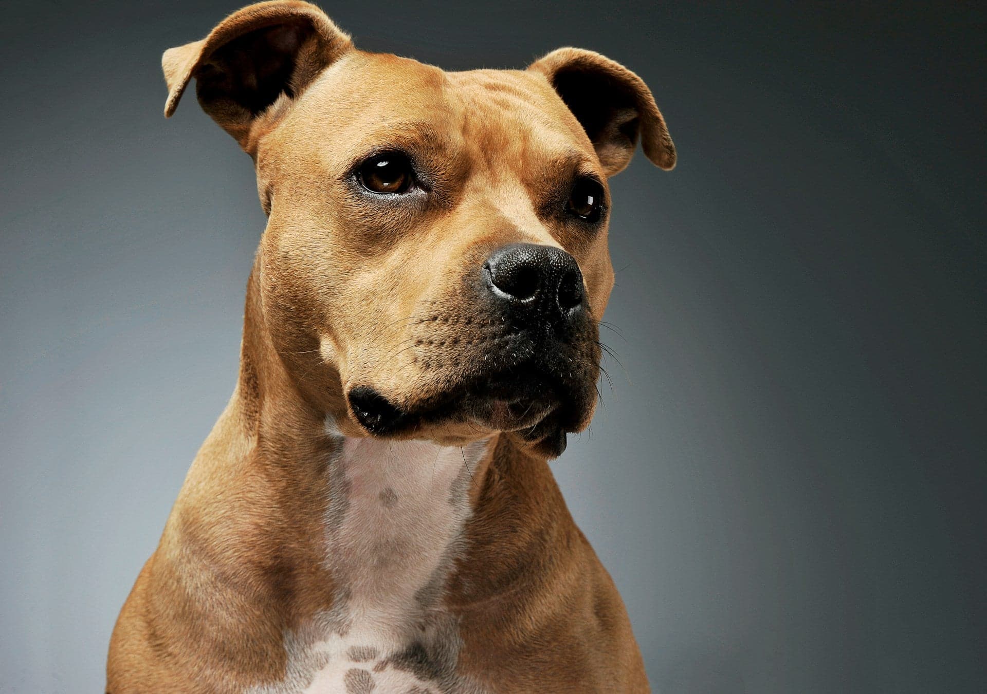 Brown short-haired dog with dark eyes and an attentive expression