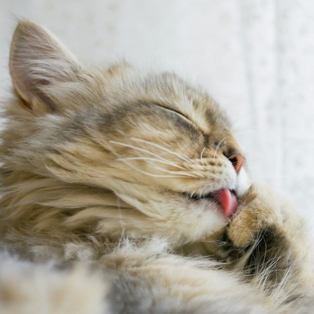 A fluffy long-haired cat licking its paw